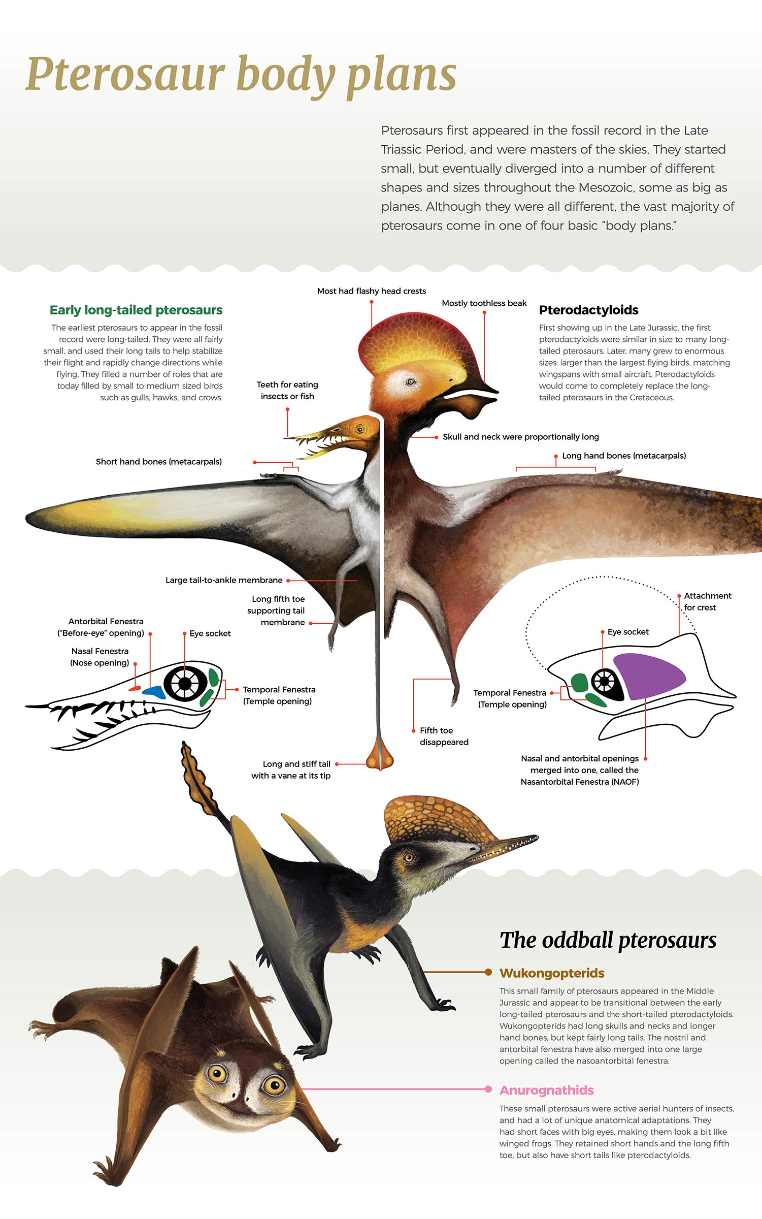 Pterosaur body plans