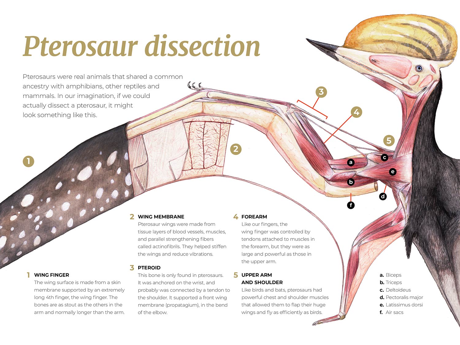 Pterosaur dissection