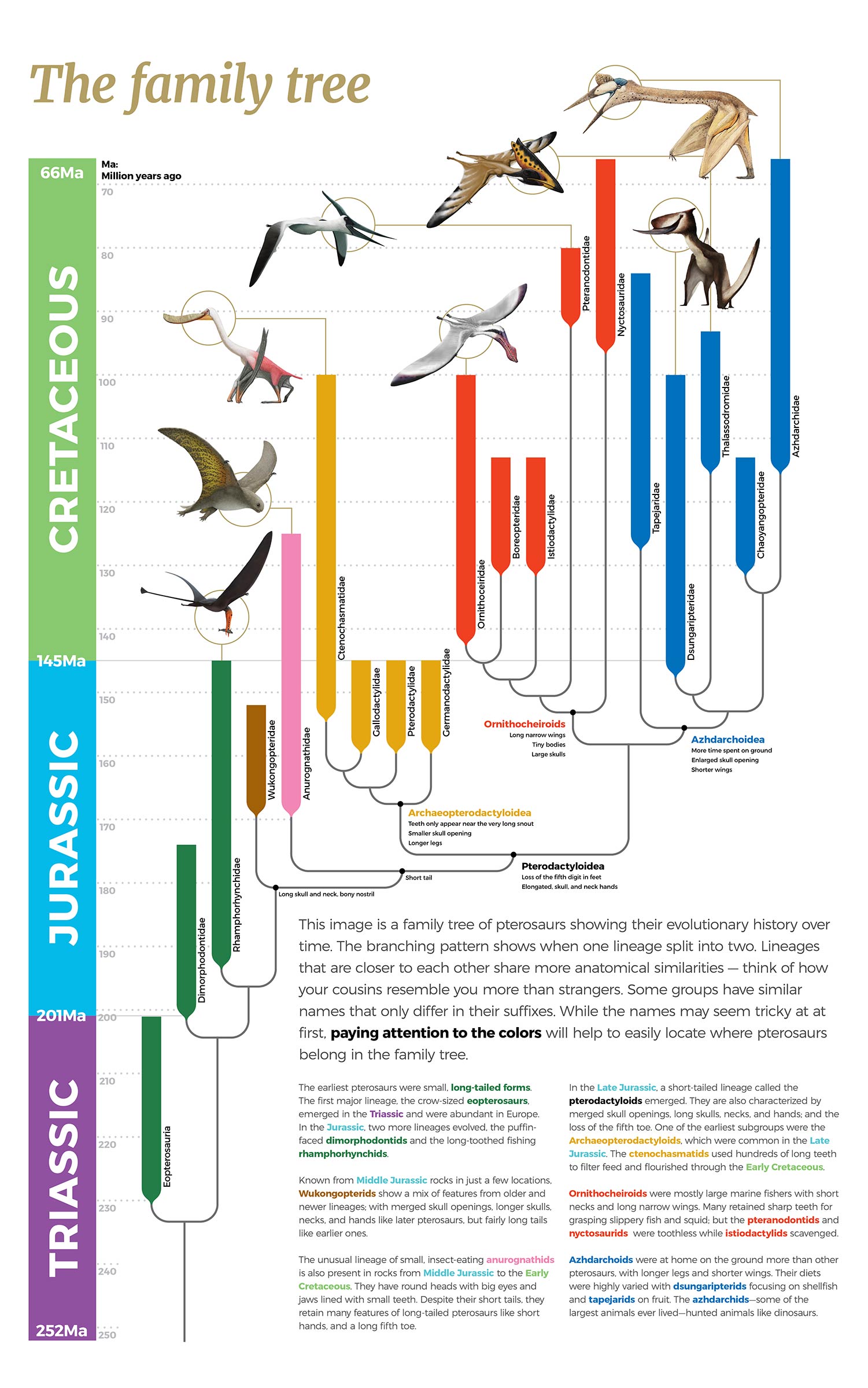 Pterosaur family tree