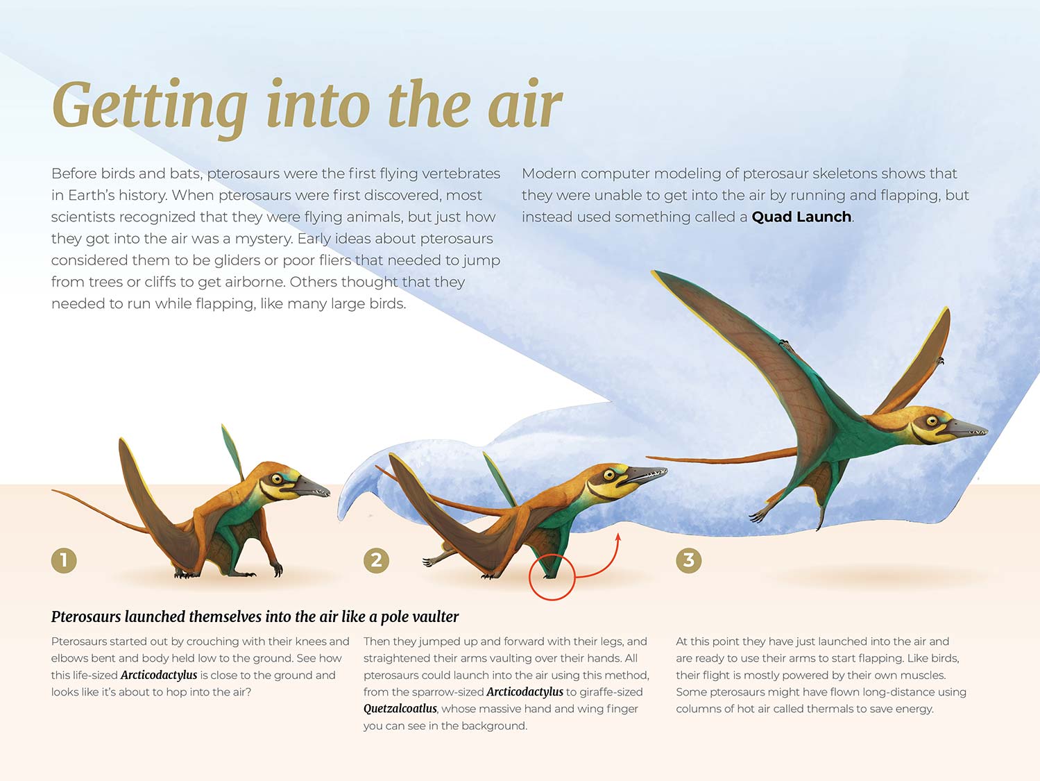 Pterosaur quad launch