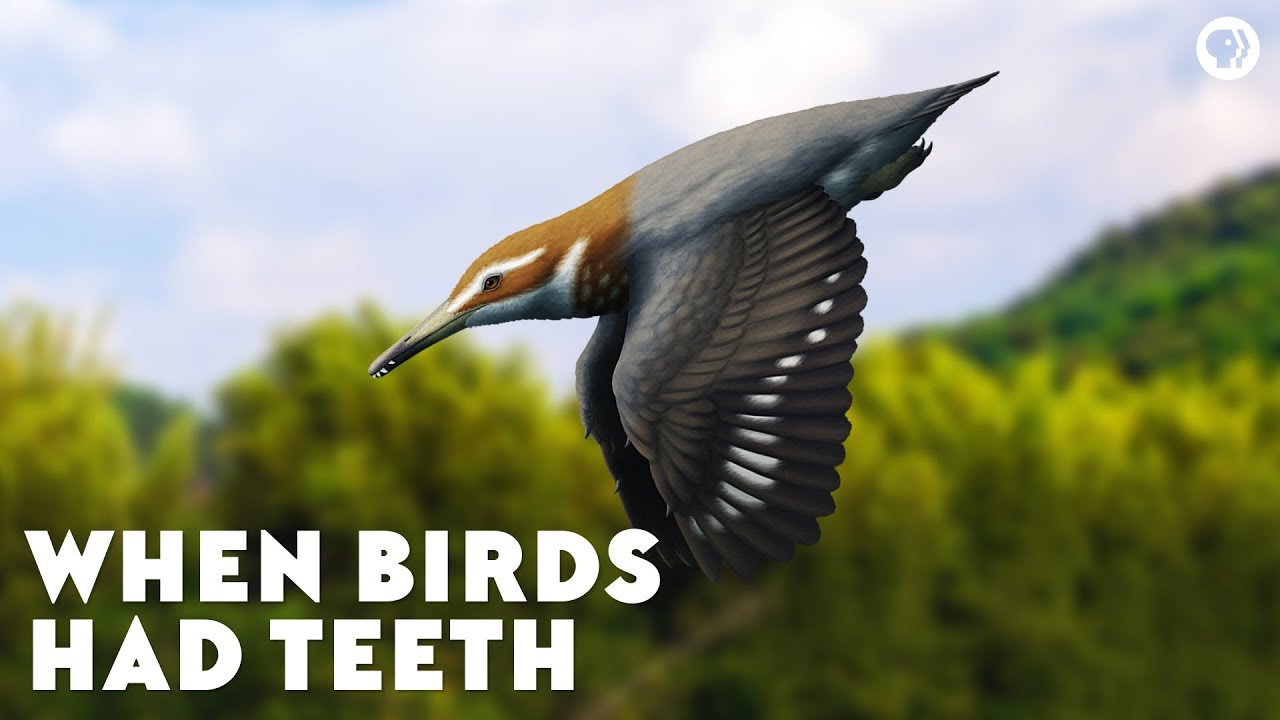 When birds had teeth